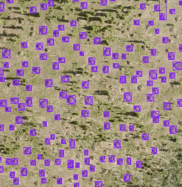 Dense slash pile detections on aerial imagery